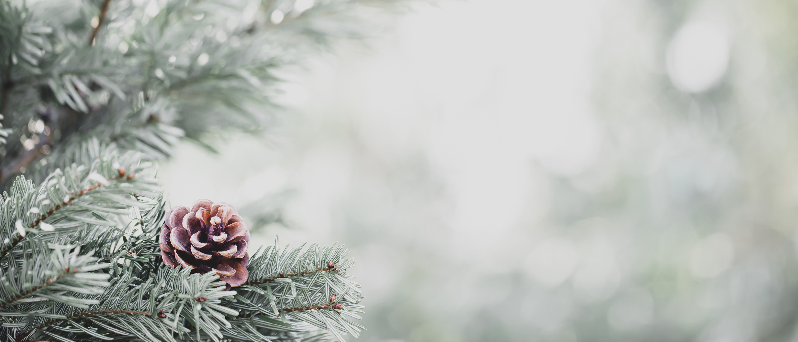 Close Up of Pinecone on a Christmas Tree 